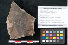 Foto (Objekt + Etikett) von Quercus palaeoilex Ettingshausen (NHMW-GEO-2024-0188-7974)